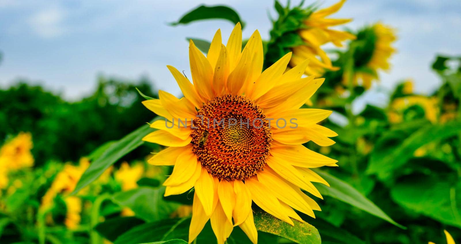 Sunflower natural background. Sunflower blooming. Close-up of sunflower. Sunflower seeds. Sunflowers field, oil beautiful landscape of yellow flowers of sunflowers