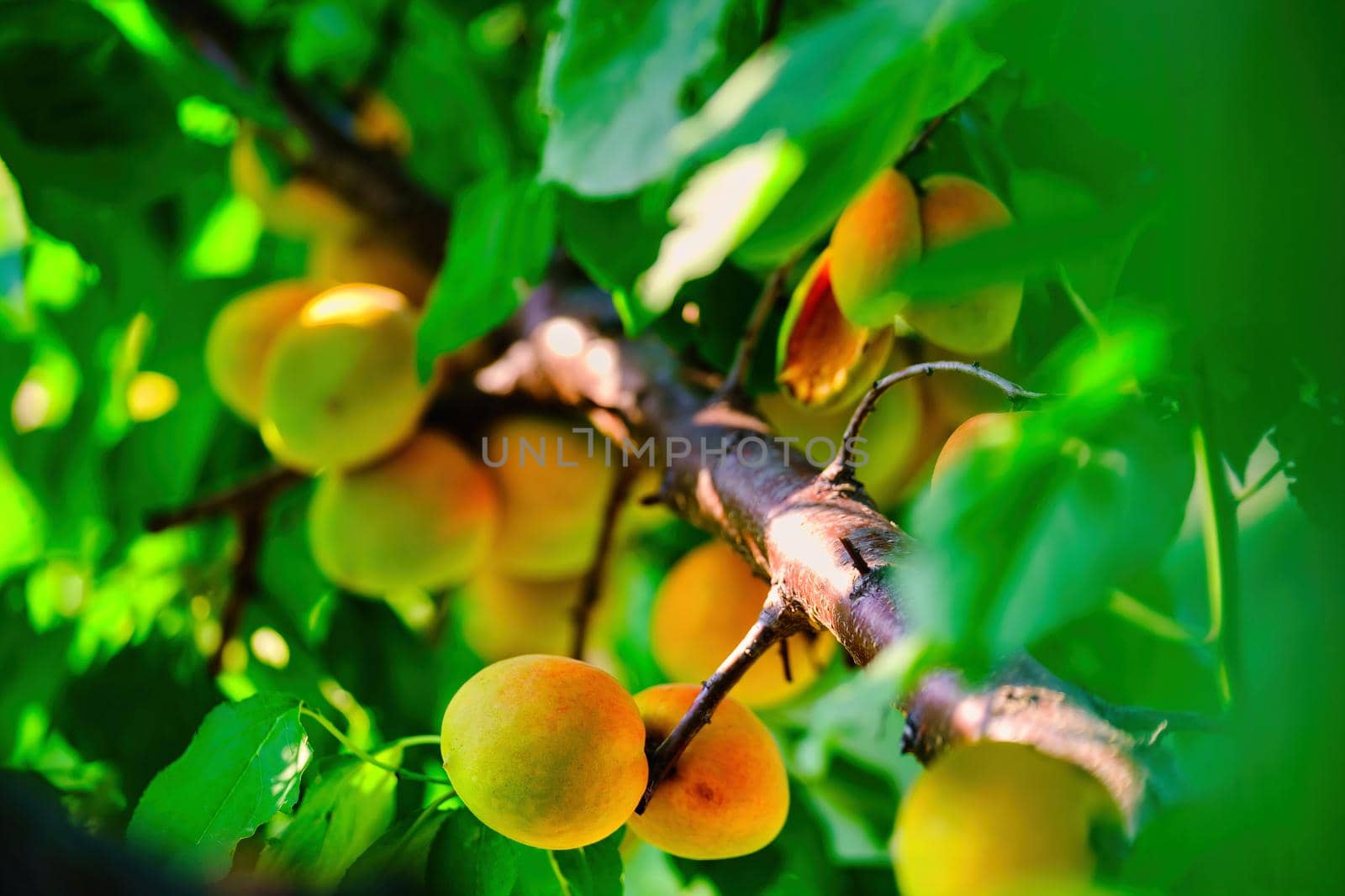 branch with ripe juicy apricots on tree. bunch of ripe apricots on a branch by igor010