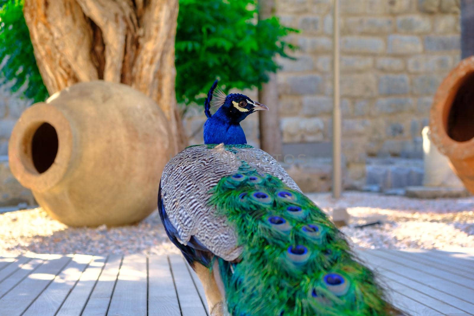 Peacock with feathers. Peacock in the garden with jag