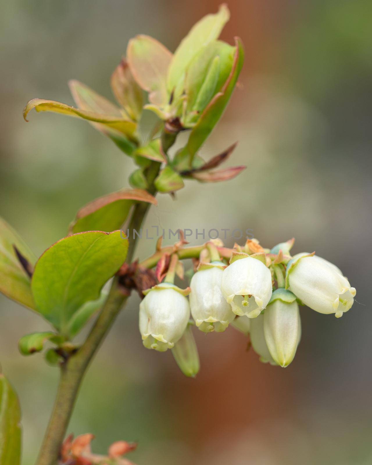 Blueberry, Vaccinium myrtillus by alfotokunst