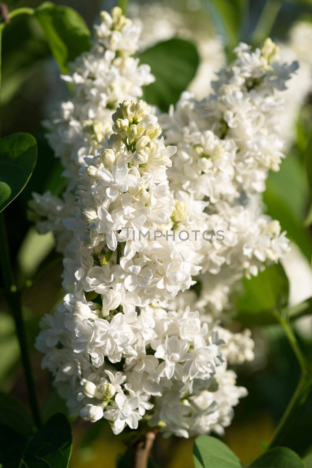 Common Lilac (Syringa vulgaris), flowers of springtime