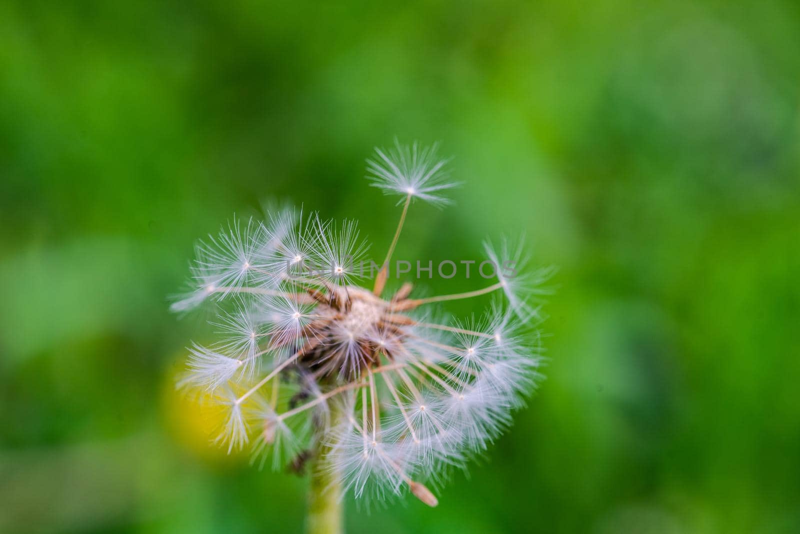 Close up of dandelion head by Elet