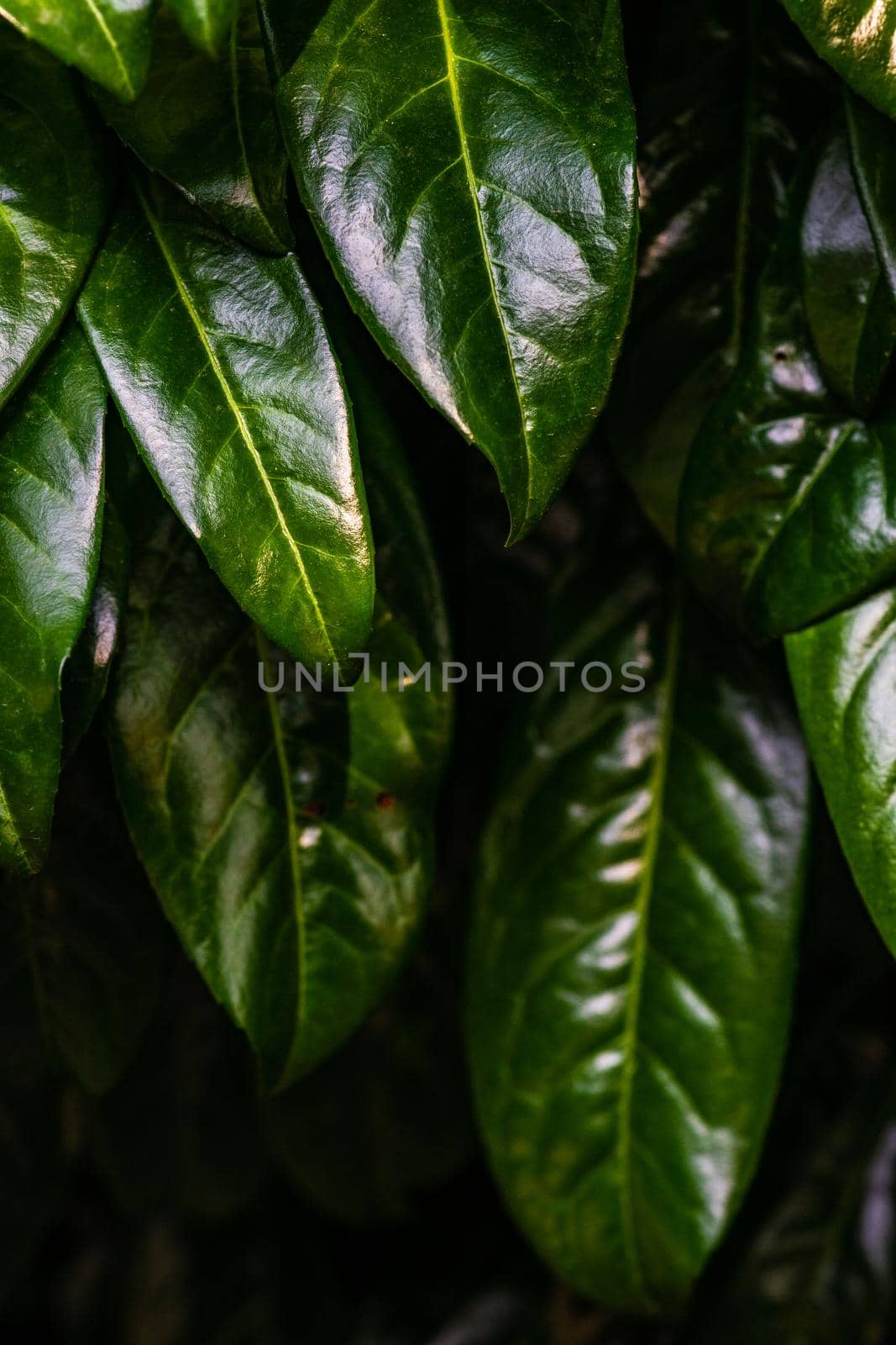Fresh spring leaves as a natural background with copy space