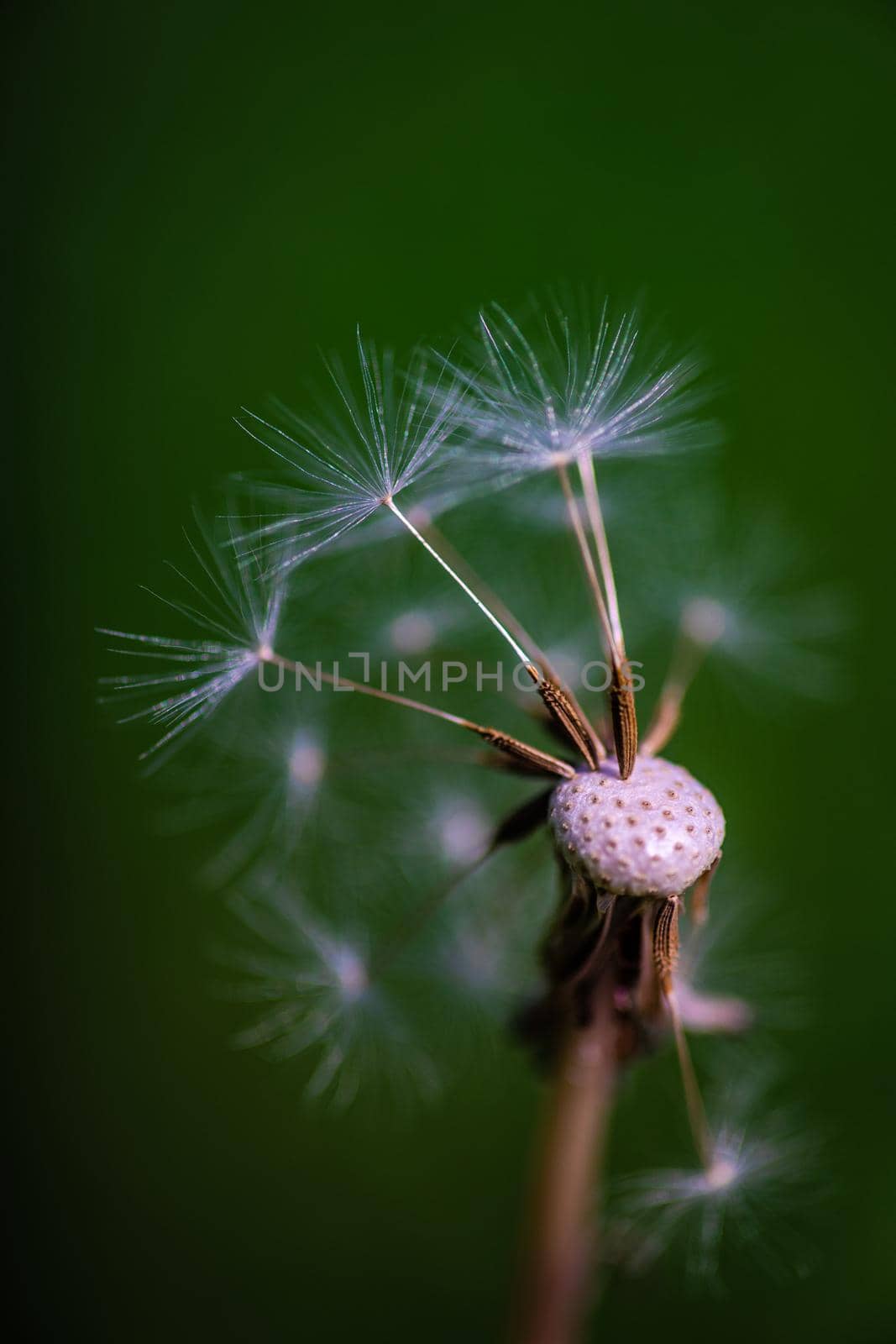 Close up of dandelion blowup head in the field