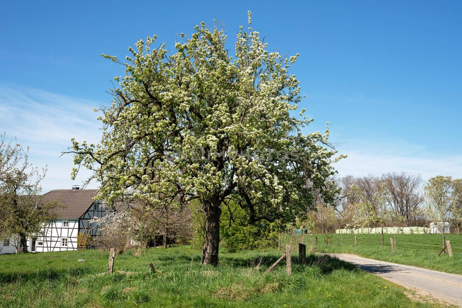 Springtime, blooming fruit trees on meadow orchard, Bergisches Land, Germany