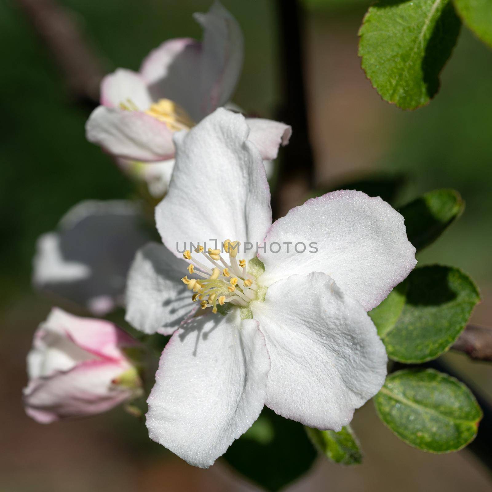 Apple tree (Malus domestica), blossoms of springtime