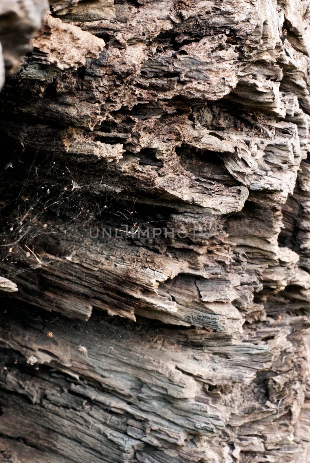 Texture and trenches on surface bark of tree trunk, abstract background