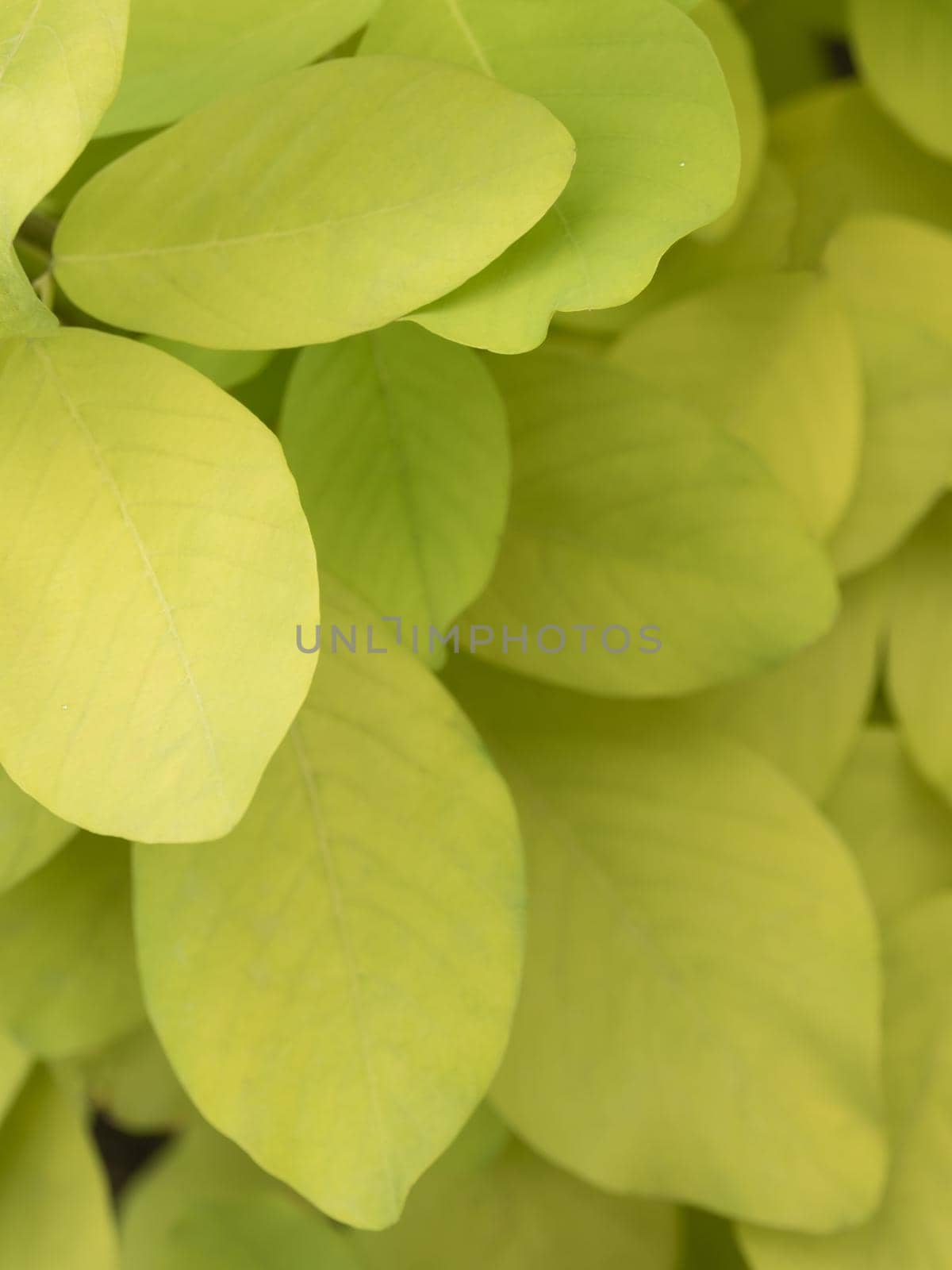 Golden yellow leaves by species of Dendrolobium umbellatum