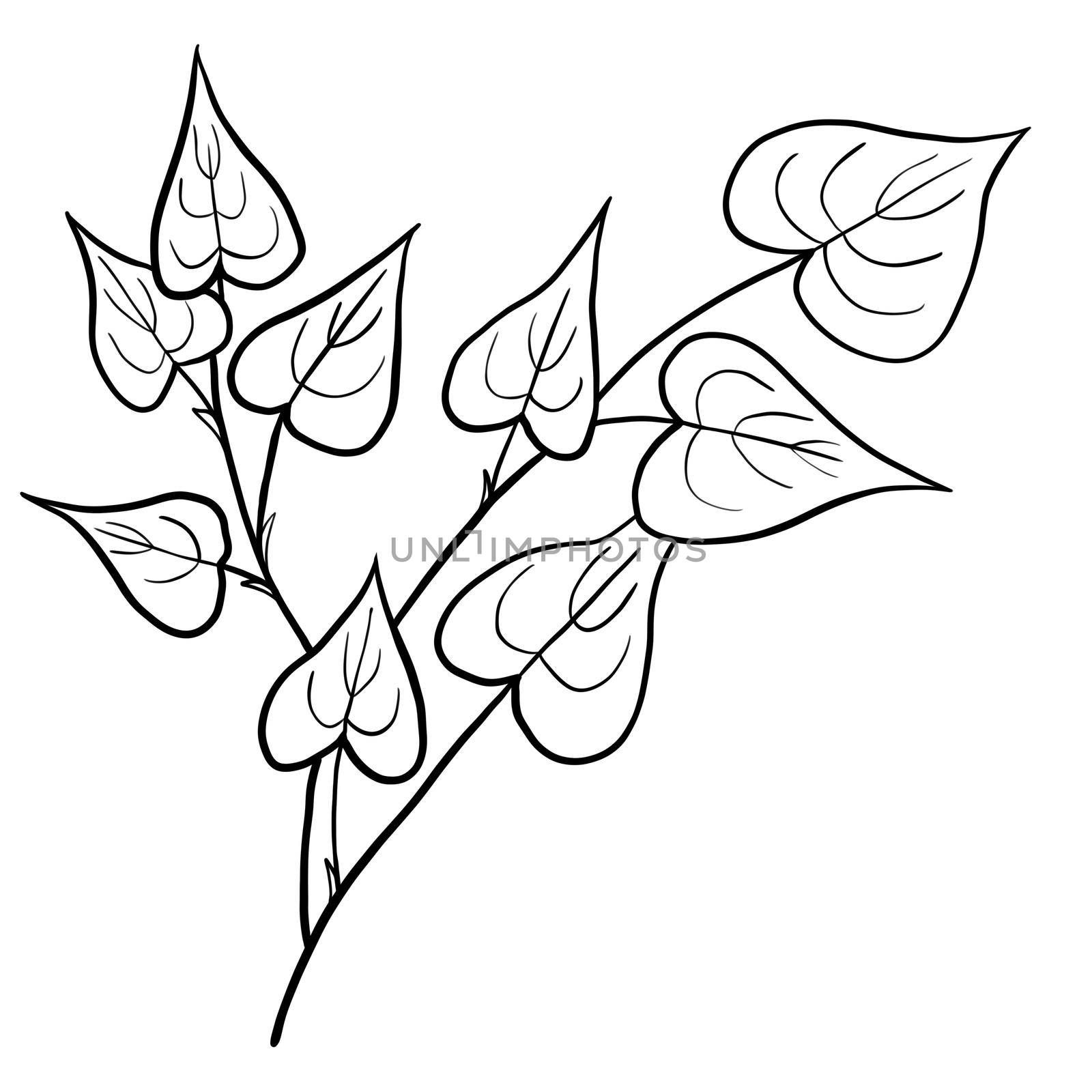 Hand drawn floral flower leaves illustration, black white elegant wedding ornament, Line art minimalism tatoo style design summer spring nature branch foliage blossom