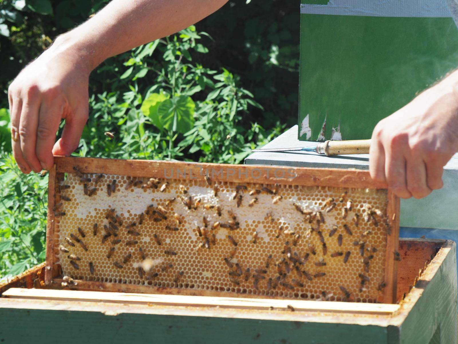 Beekeeper working with bees and beehives on the apiary. Beekeeping concept. Beekeeper harvesting honey Beekeeper on apiary.