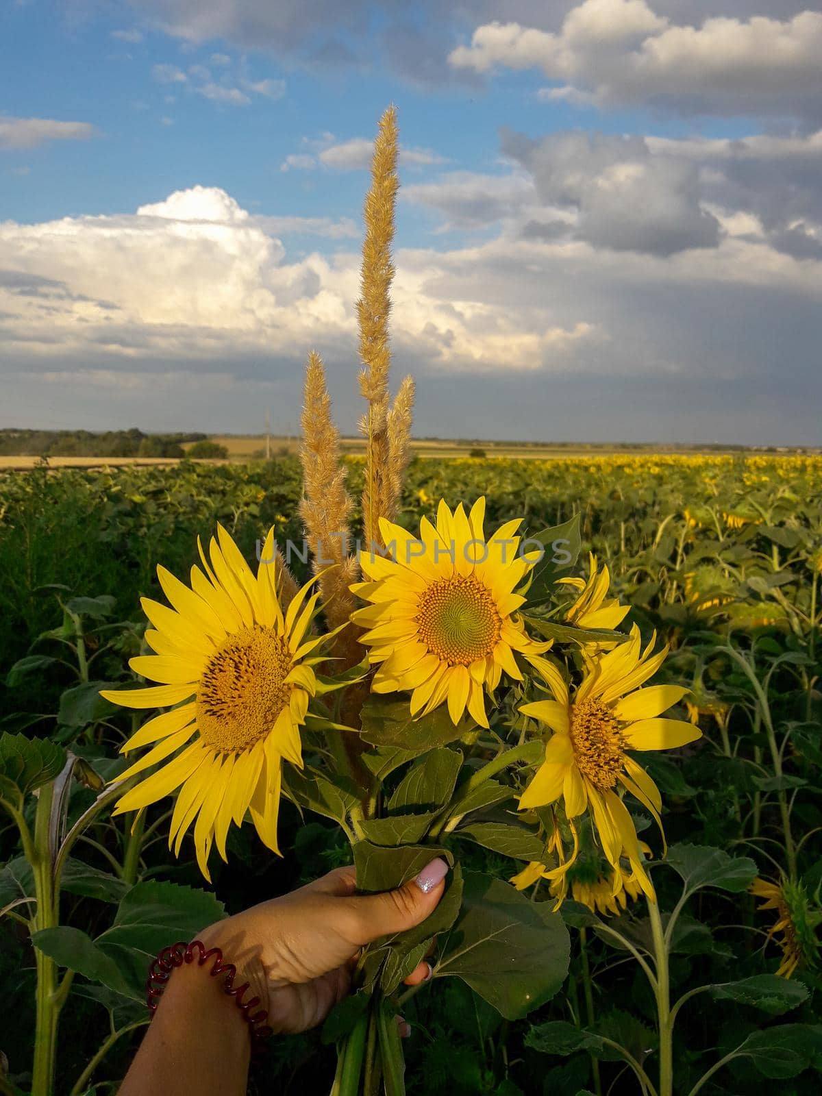 women hand holding bouquet of three sunflowers in the golden hour. field of sunflowers and blue sky with clouds. download photo