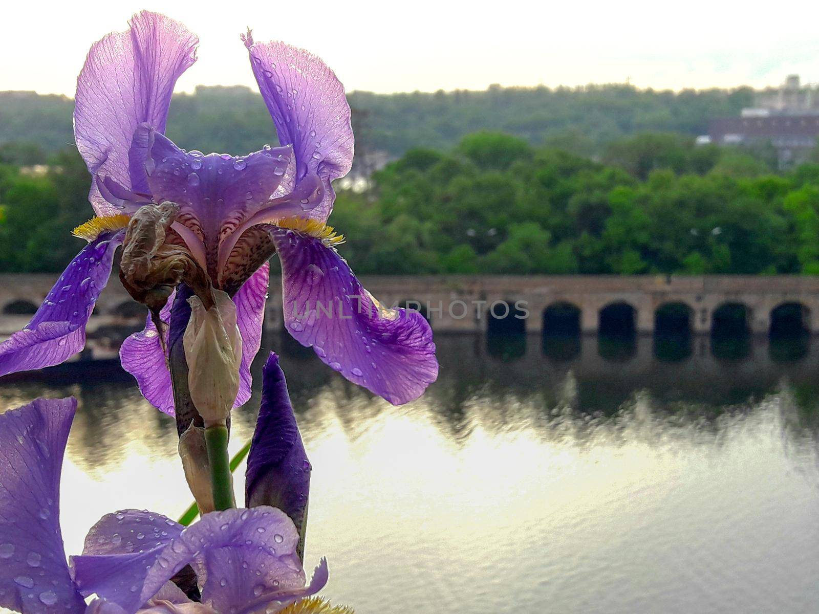 purple iris on the river background. download photo