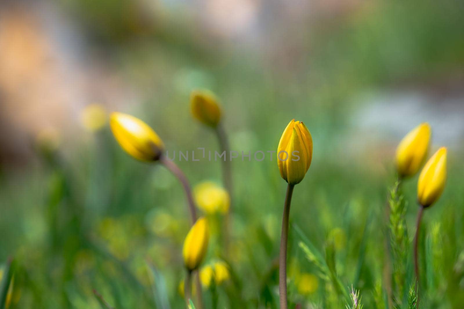Grass flower in soft focus and blurred with vintage style for background. Close up spring tulip flowers background in morning nature