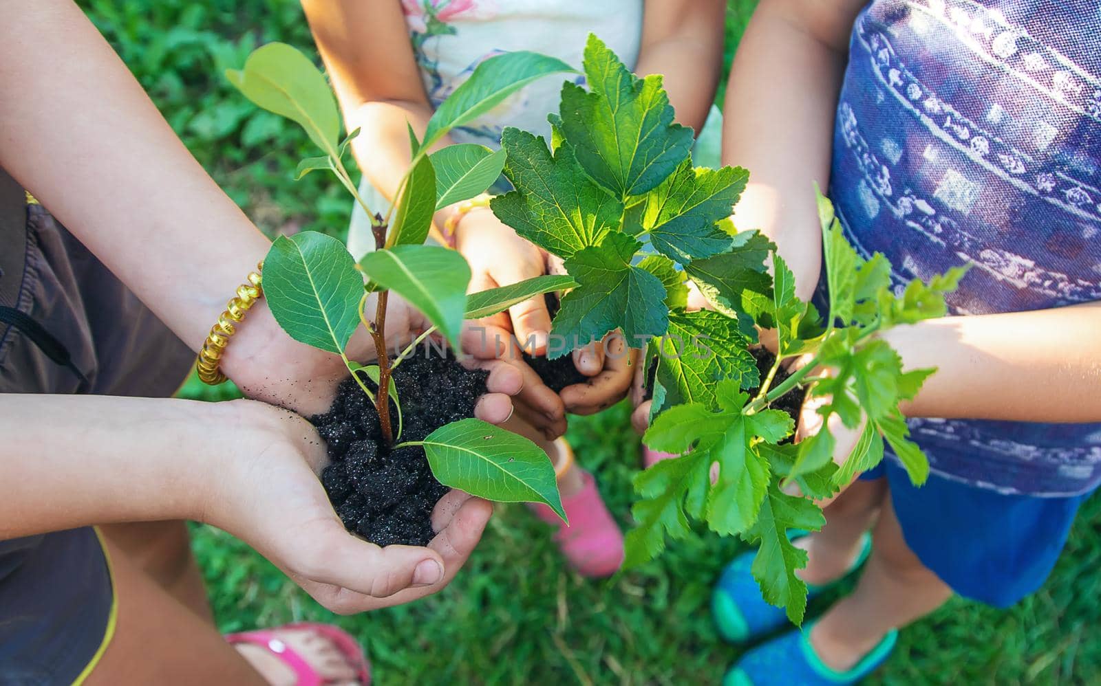 Children hold the earth and trees in their hands. Selective focus. nature.