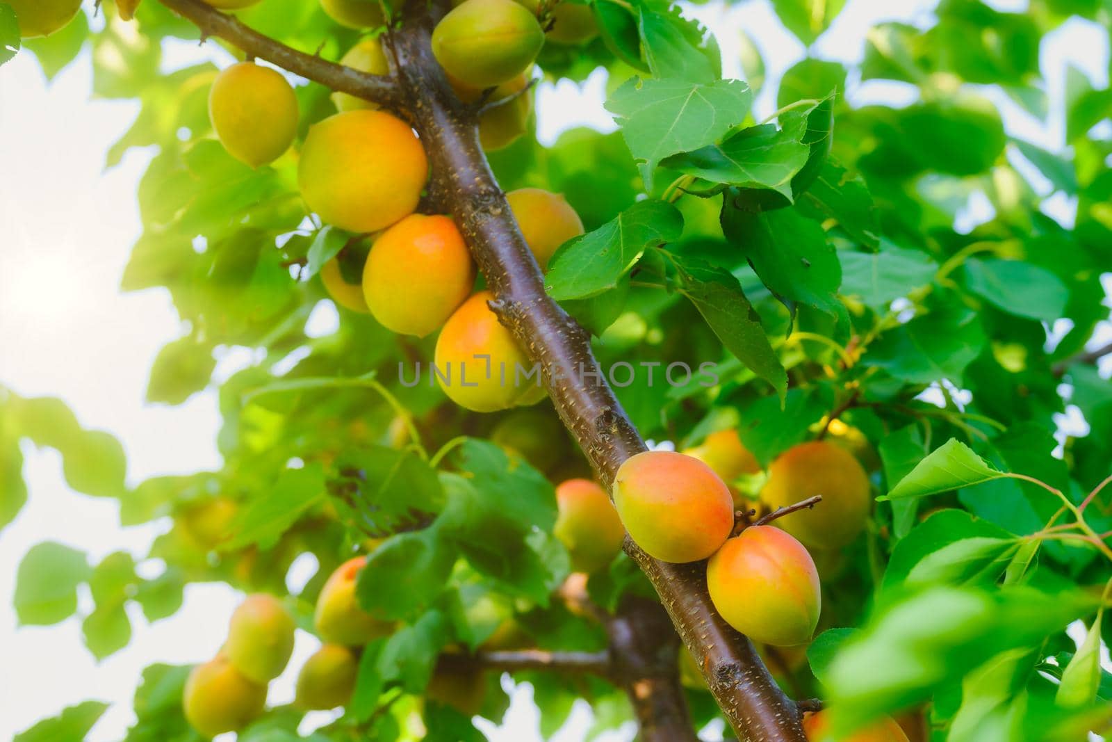 A bunch of ripe apricots branch in sunlight. Peaches growing on a tree. Fresh peach tree.