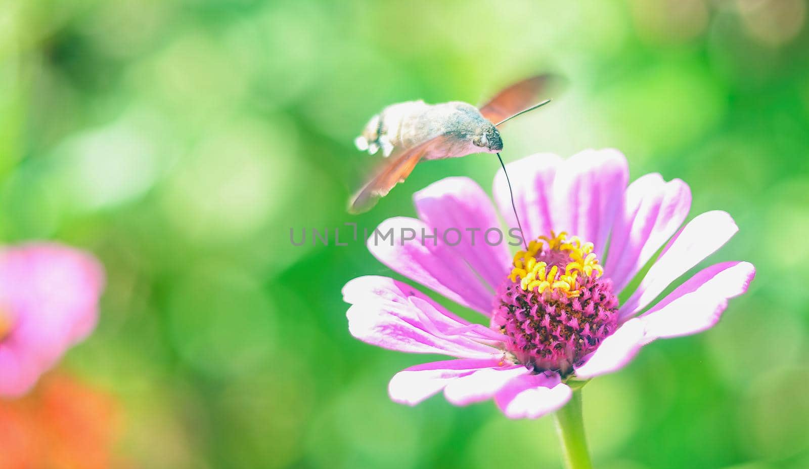 butterfly Hummingbird Hawk-Moth on a flower by igor010