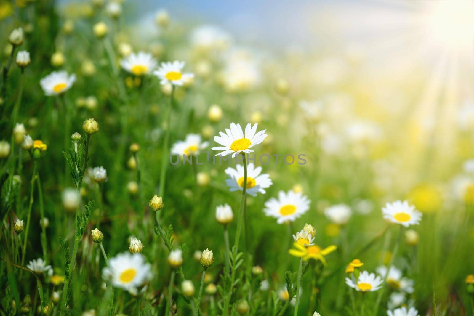 Chamomile field flowers border. Summer background. Beautiful nature scene with blooming medical chamomilles in sun flare. Summer flowers. Beautiful meadow. Alternative medicine Spring Daisy.Download photo
