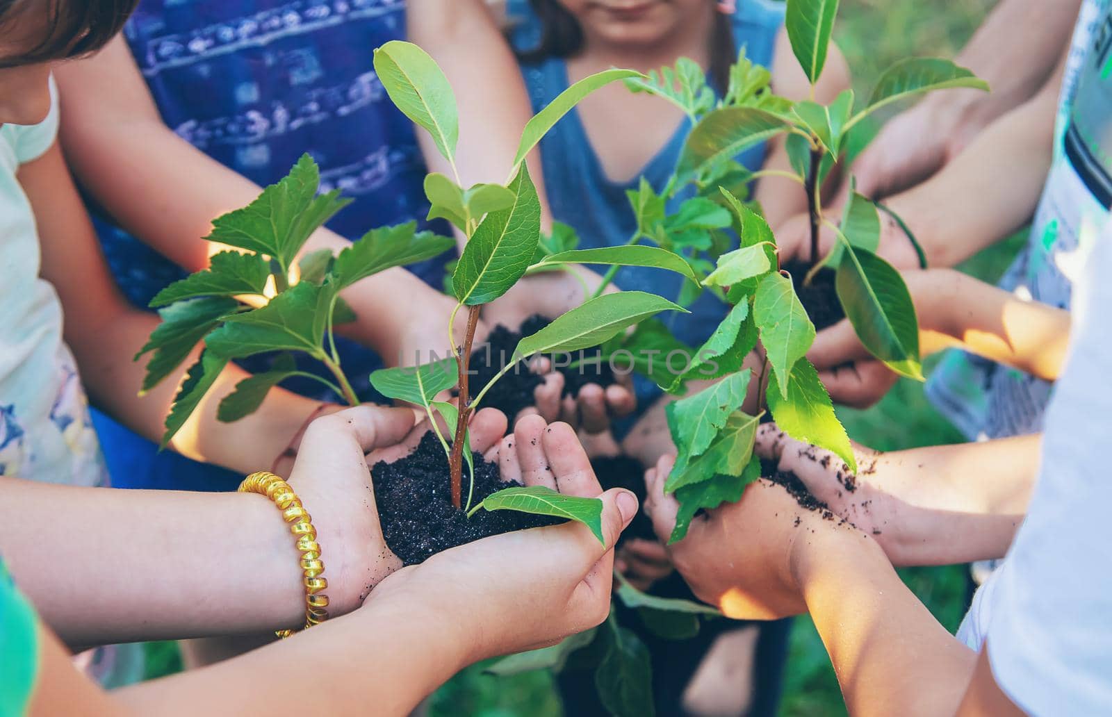 Children hold the earth and trees in their hands. Selective focus. by yanadjana