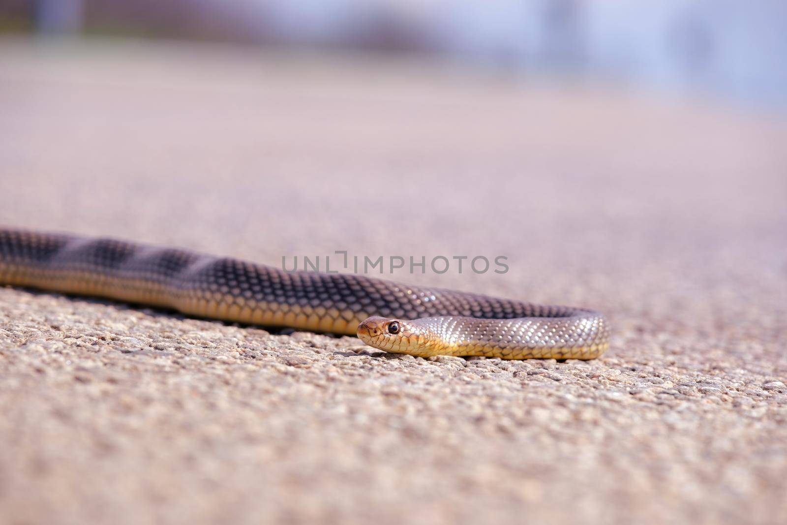 Brown snake crossing dirt road. Snake on the road. by igor010