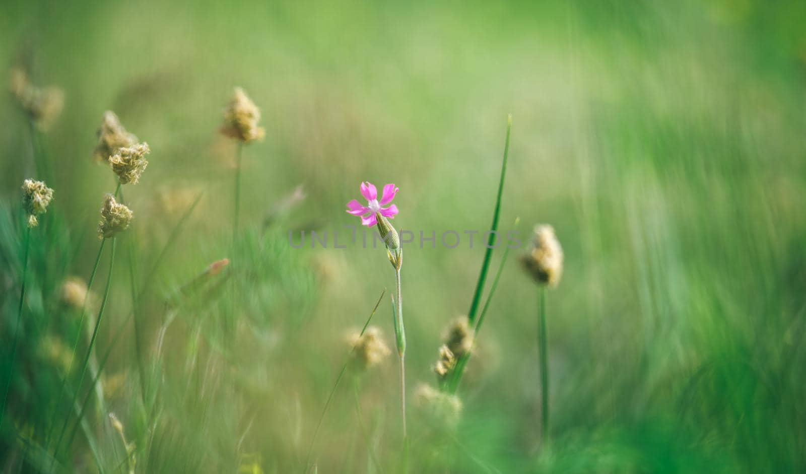 Delicate purple flower in a field on nature in sunlight on a light green background macro. Wild flower in a spring, summer background Border template for design. An airy gentle artistic image by igor010