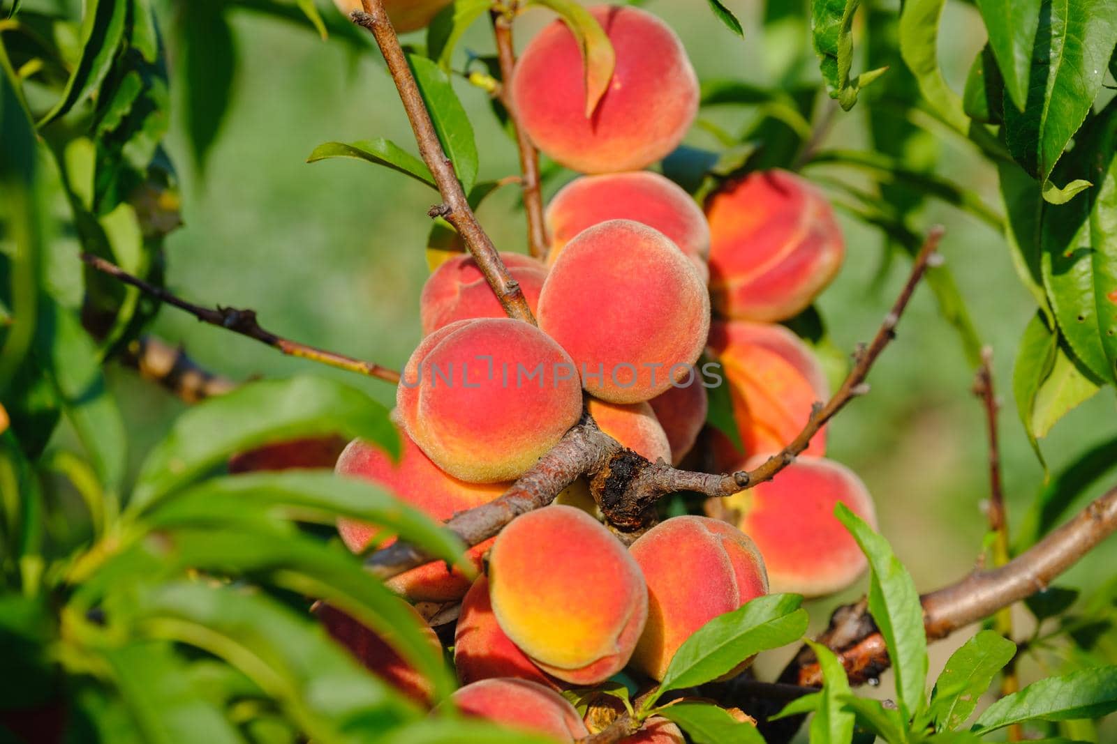 Peaches growing on a tree. Fresh peach tree. Peaches growing on a tree.
