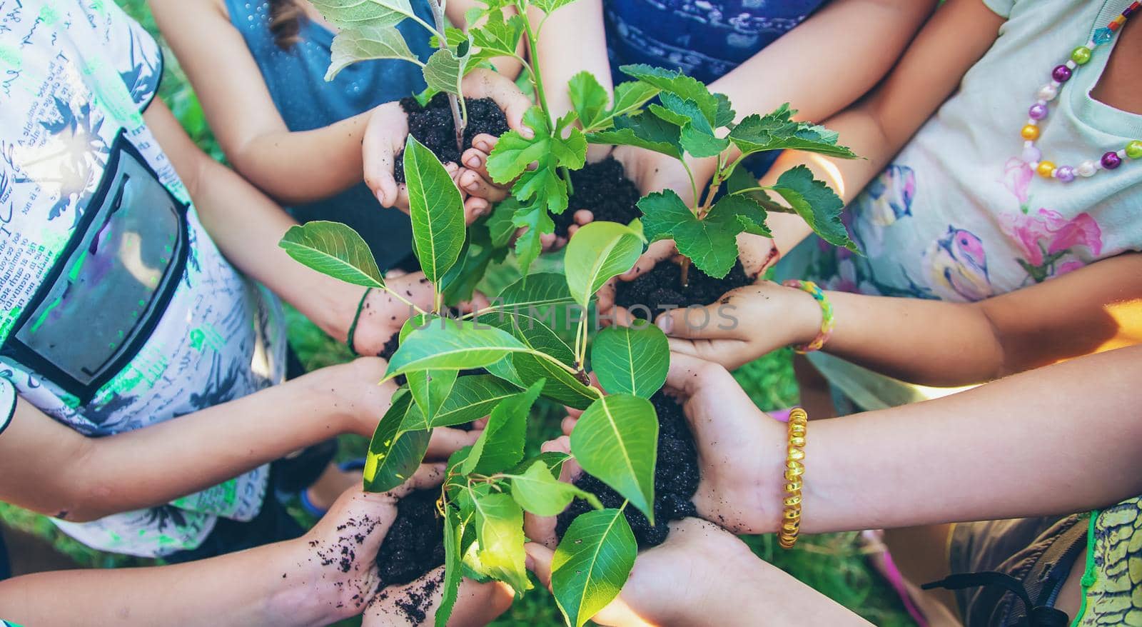 Children hold the earth and trees in their hands. Selective focus. nature.