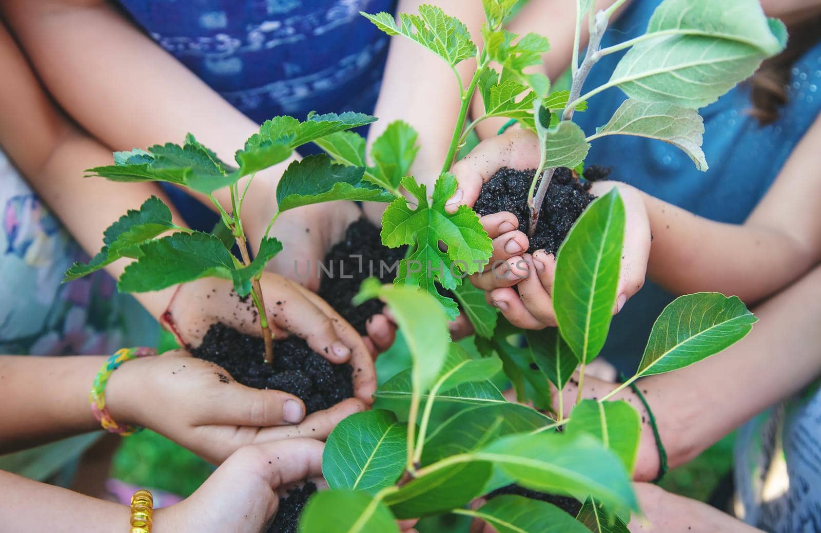 Children hold the earth and trees in their hands. Selective focus. nature.