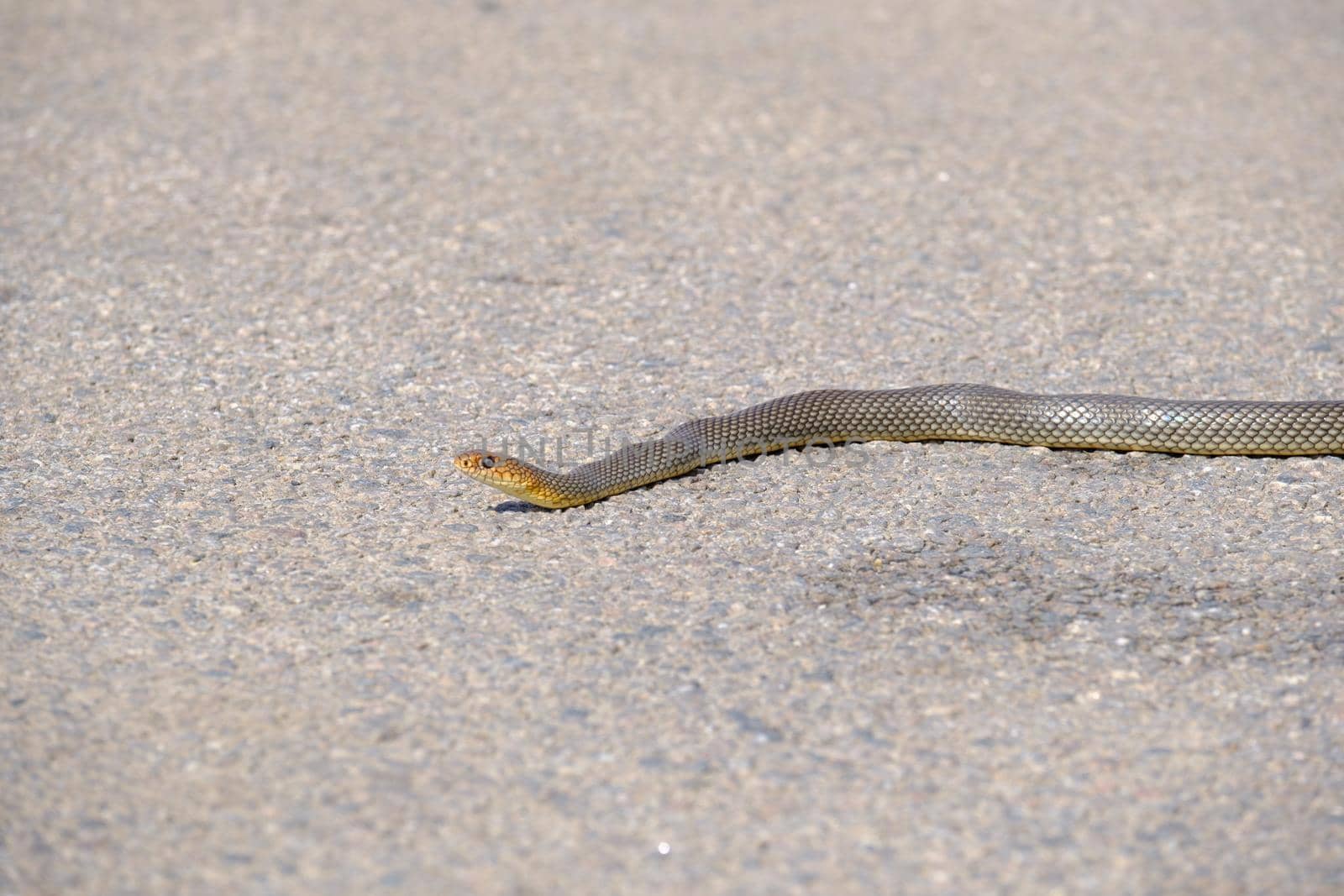 Portrait close up, small brown snake crawling on the road. Portrait - close up, small brown snake crawling on the road.