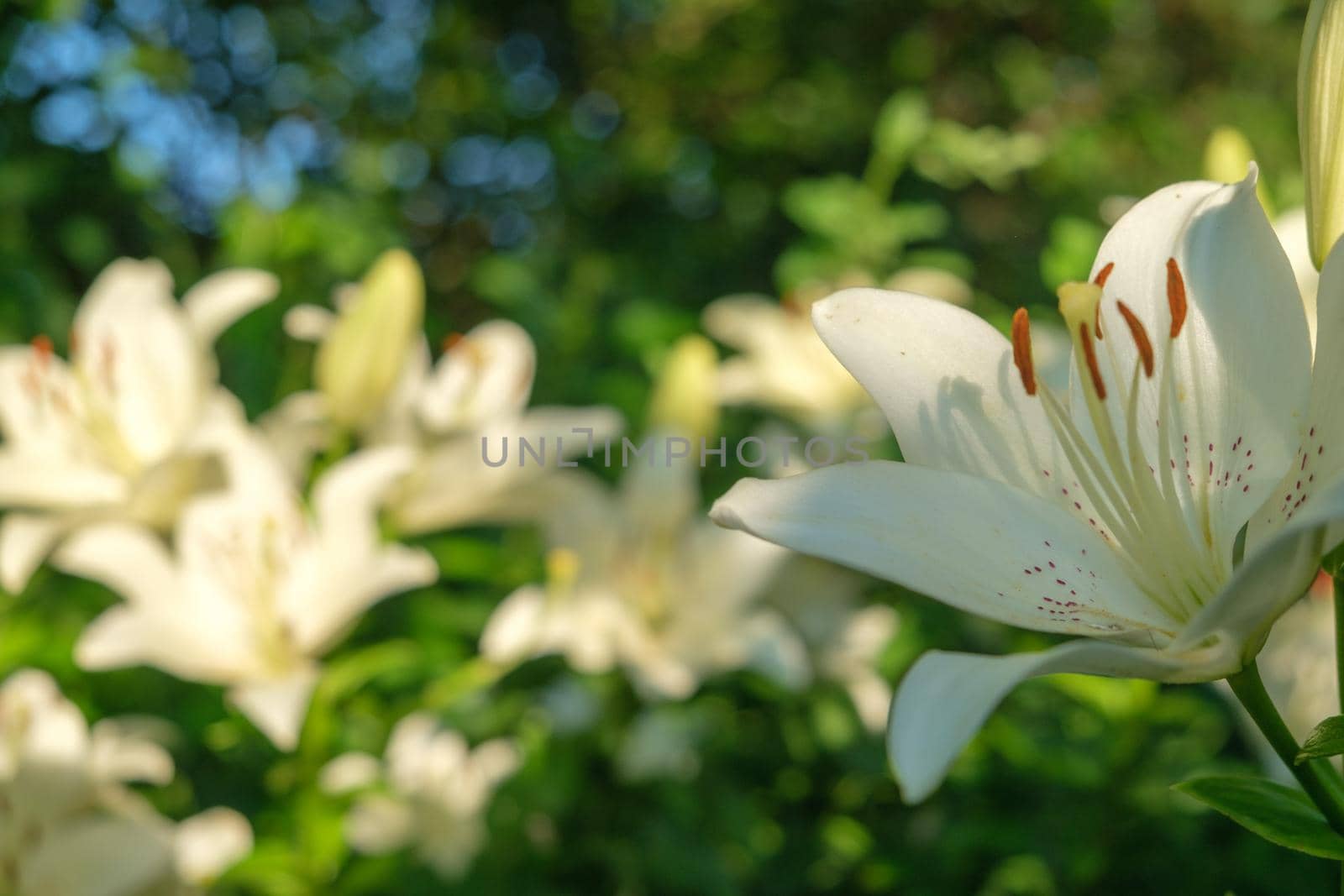 Beautiful Lily flower on green leaves background. Lilium longiflorum flowers in the garden. Background texture plant fire lily with white buds. Image plant blooming orange tropical flower tiger lily