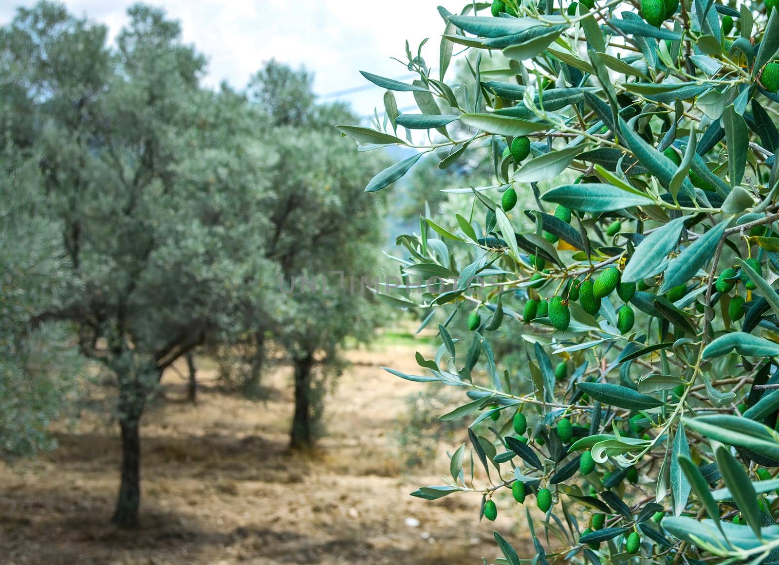 Olive trees , leaves , garden. Download high quality photo