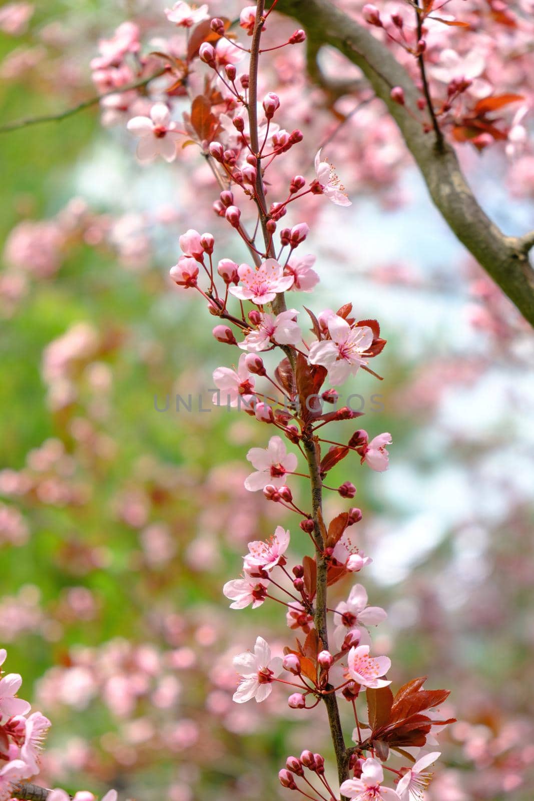 Blooming tree with pink flowers at morning sunshine. Spring blossom background. Beautiful sakura blossom flower in blooming with branch. Download photo