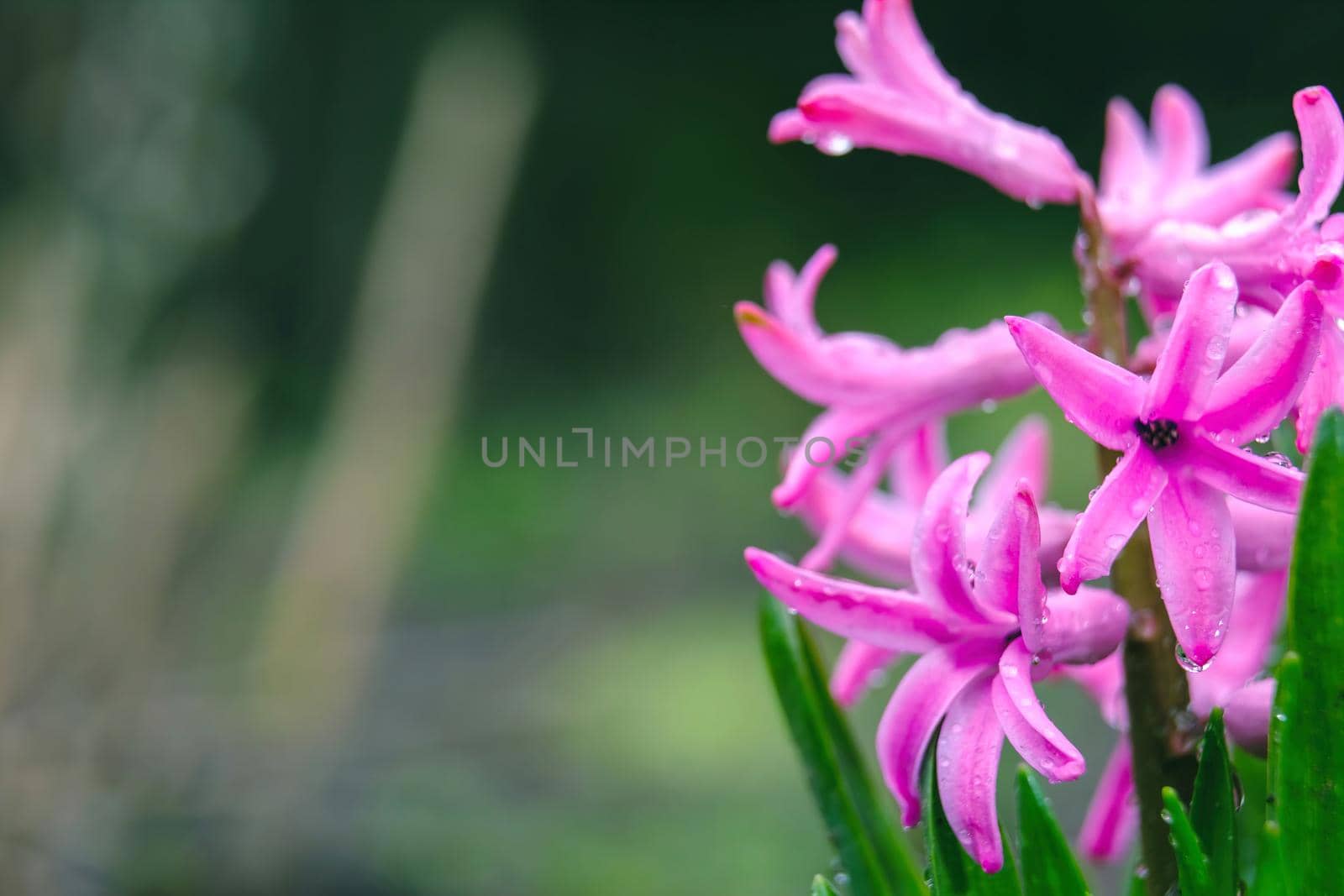 Background hyacinth flowering in forest. Macro of purple hyacinth flower meadow. One bunch of white hyacinth flowers in spring field. Early spring hyacinth flowers as background or greeting card. Download photo