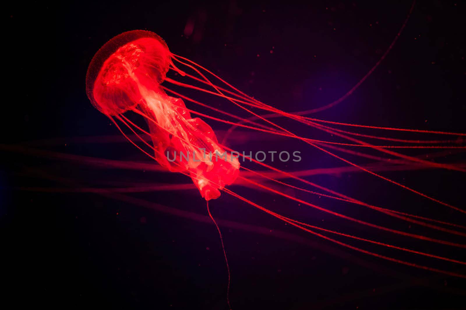 Magical shining jellyfish underwater in the dark. Red jellyfish in the sea. Sanderia malayensis - Amakusa jeryfish in Japan