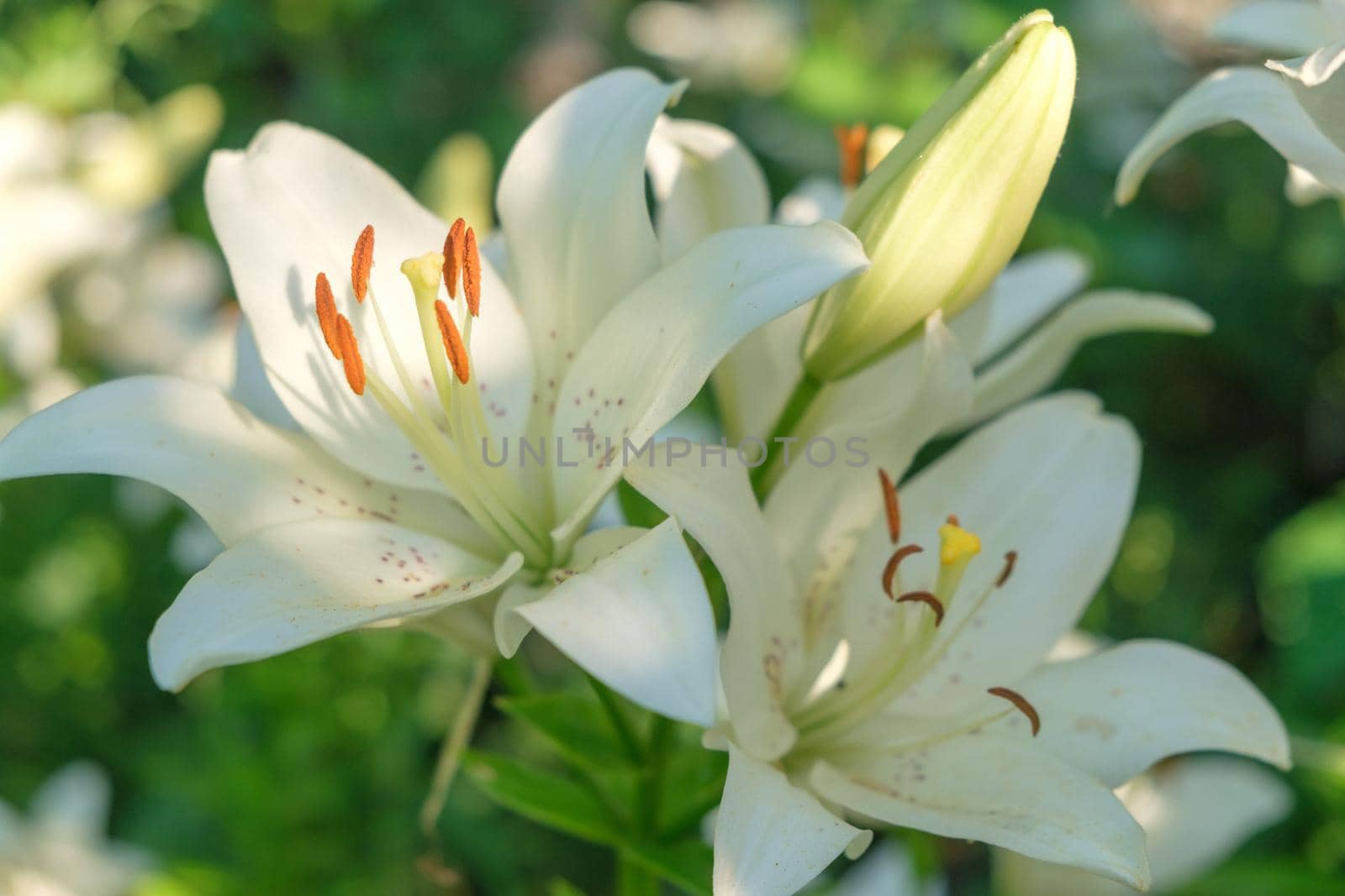 close-up of a lily flower on a sunny summer day. High quality photo