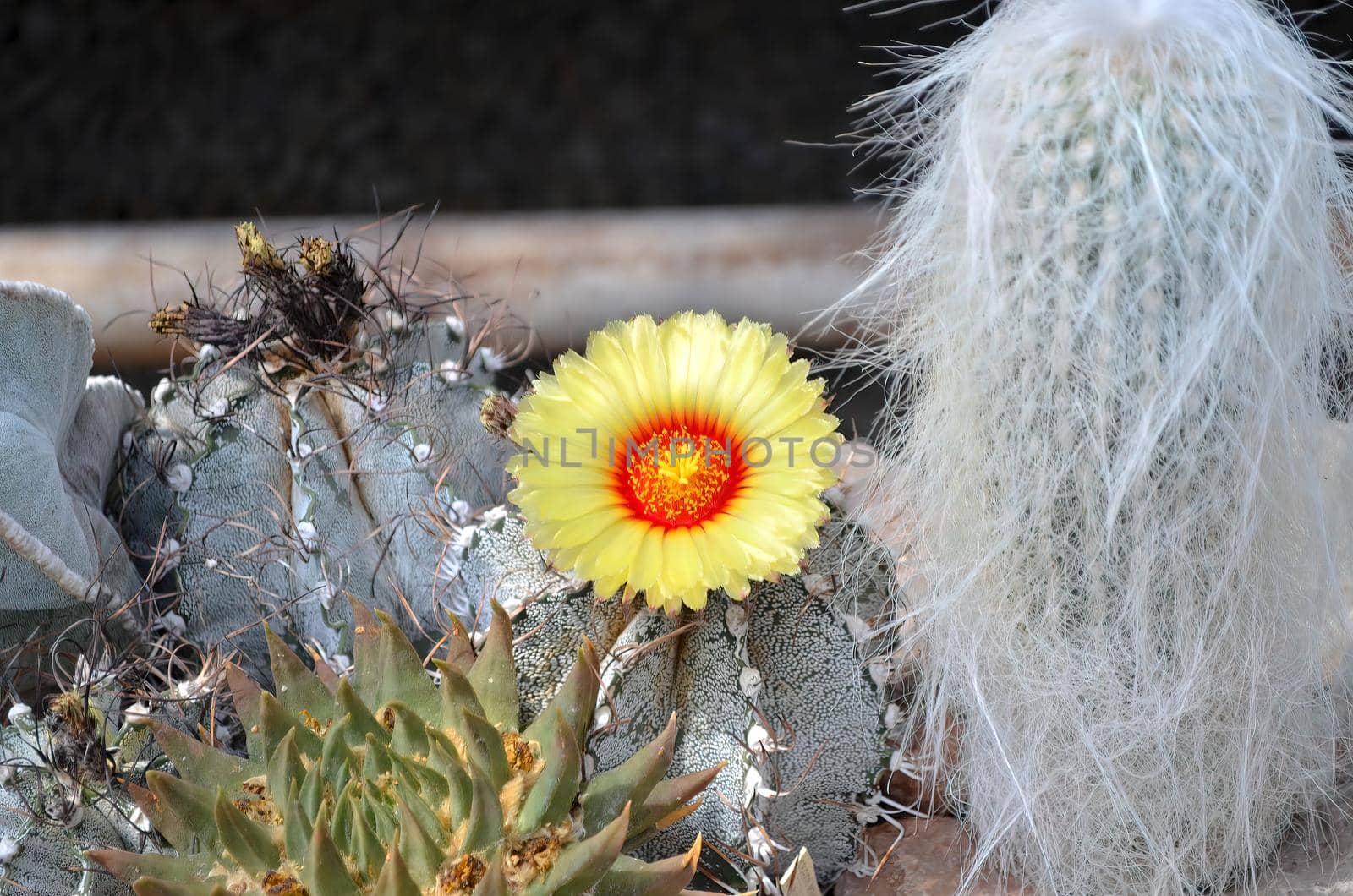 cactus flower in bloom. yellow orange flower