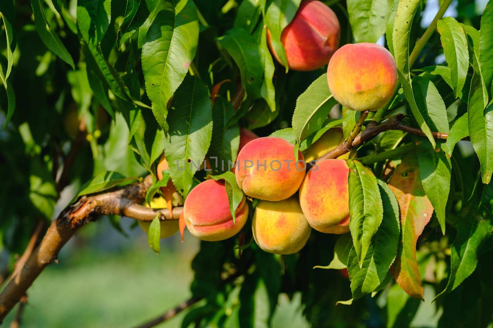 Peaches growing on a tree. Fresh peach tree. Ripe peach close-up with peach orchard in the background.