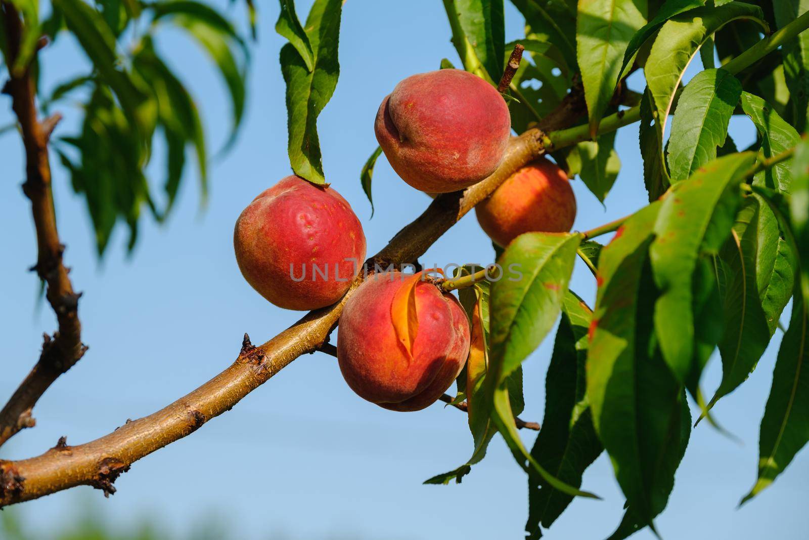 Peaches growing on a tree. Fresh peach tree. A bunch of ripe apricots branch in sunlight