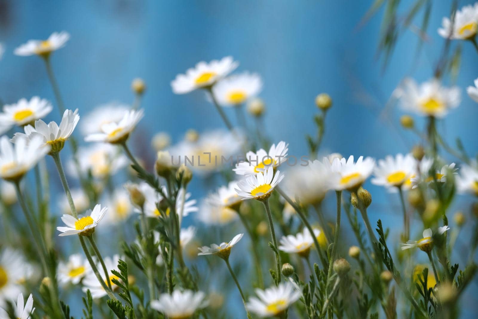 white daisies on blue background. Daisy flower on green meadow. Beautiful meadow in springtime full of flowering daisies with white yellow blossom by igor010