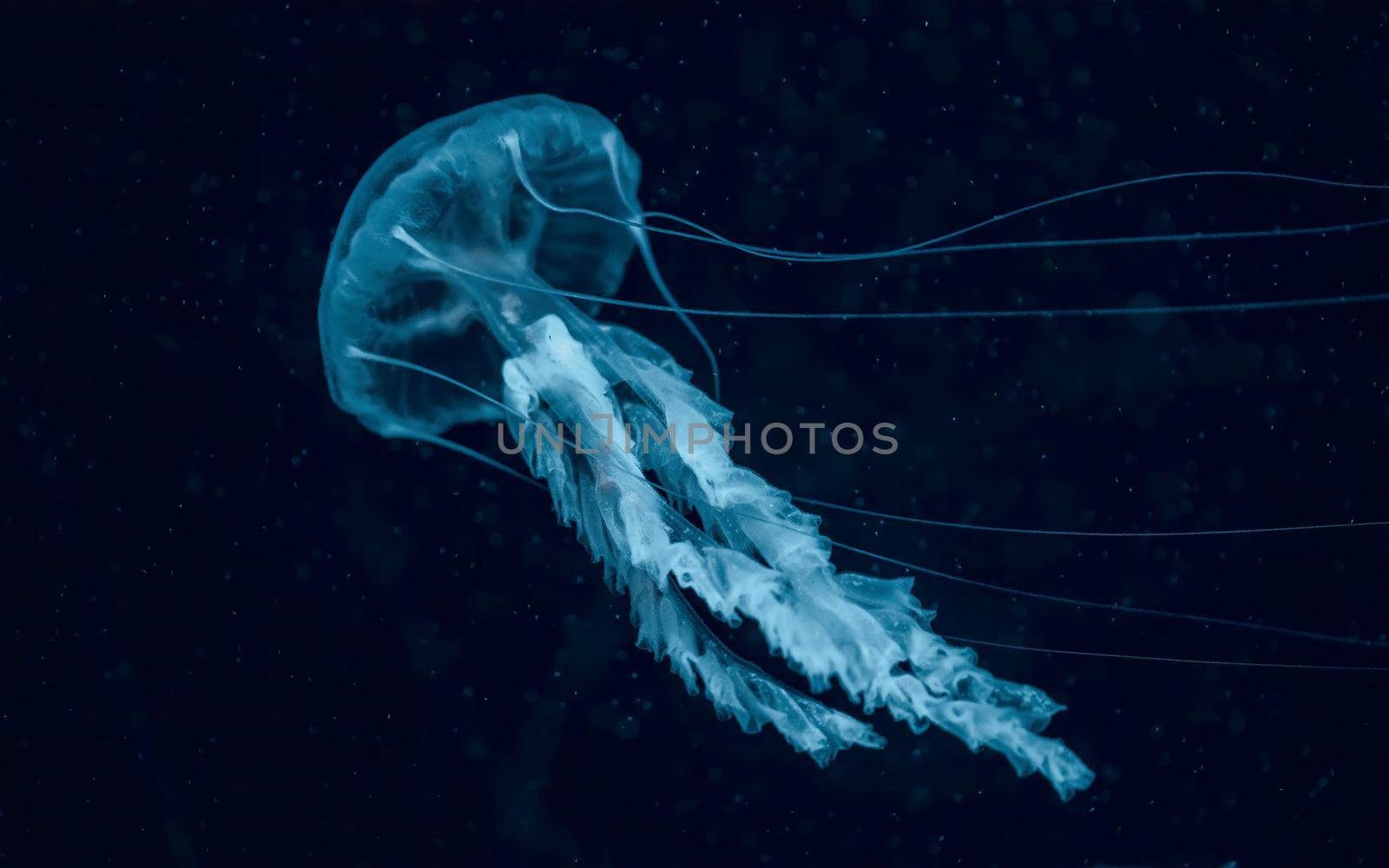 White Jellyfish dansing in the dark blue ocean water. . High quality photo