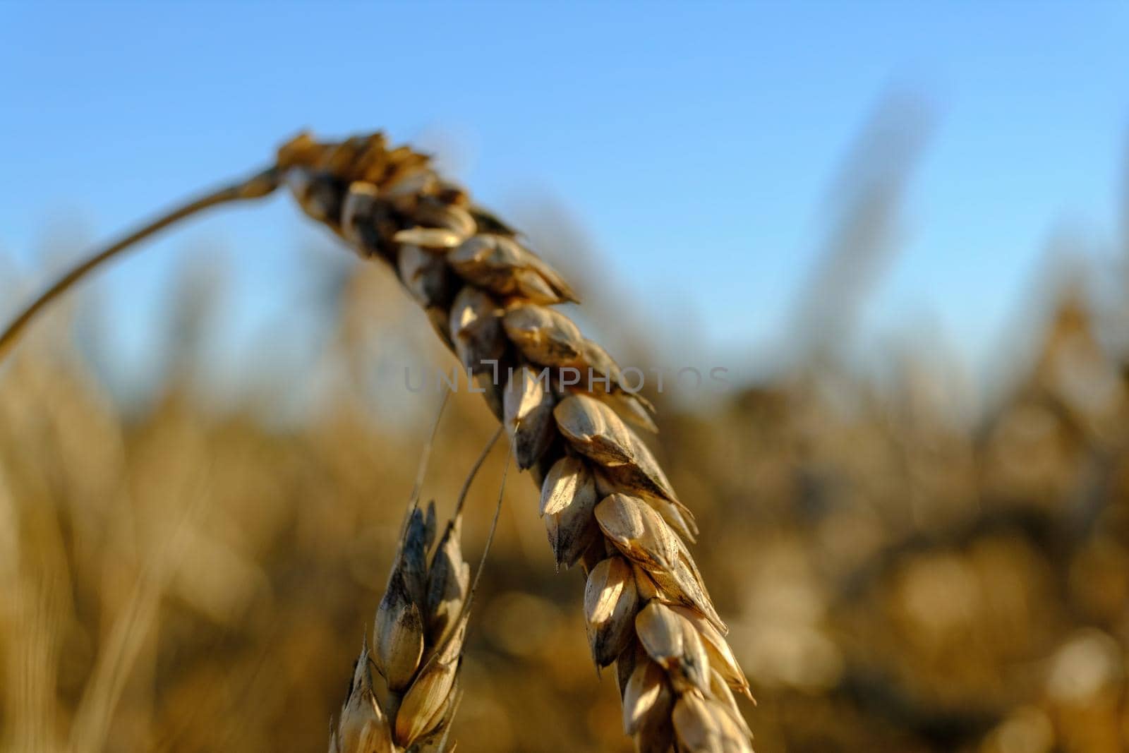 Wheat field against a blue sky. Close-up of macro. ripening ears of wheat field