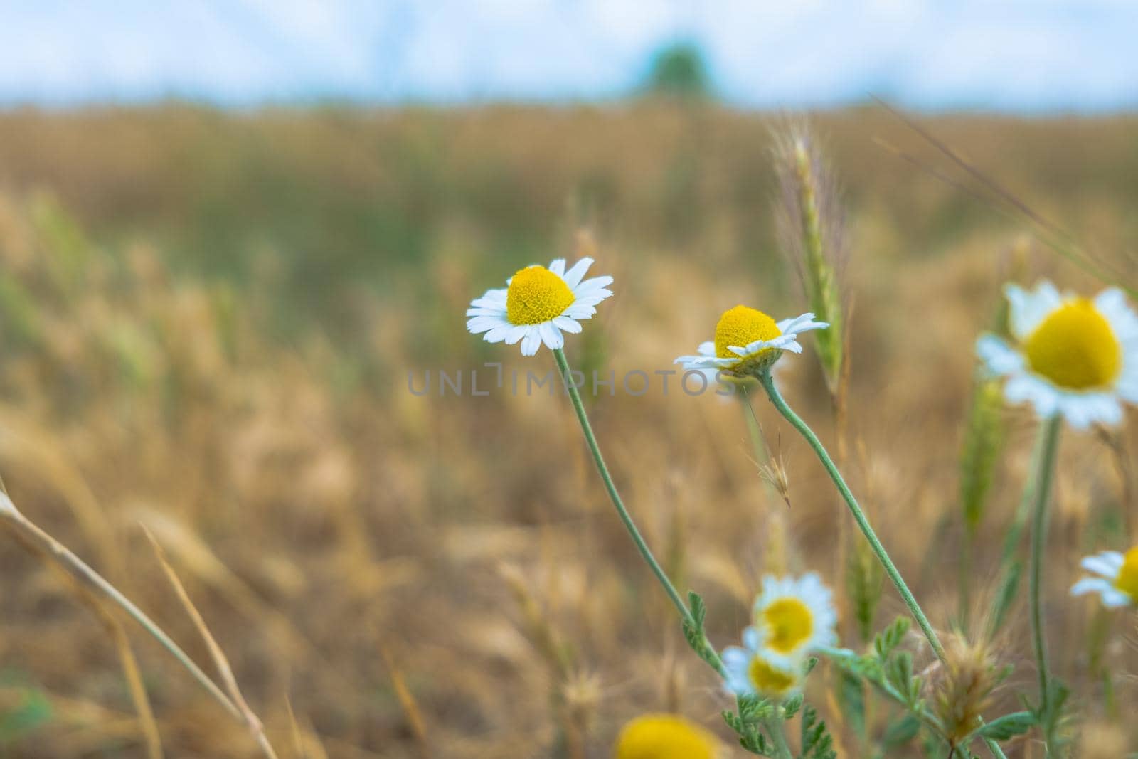 Daisies in the field. Chamomile field flowers border. Beautiful nature scene with blooming medical chamomiles