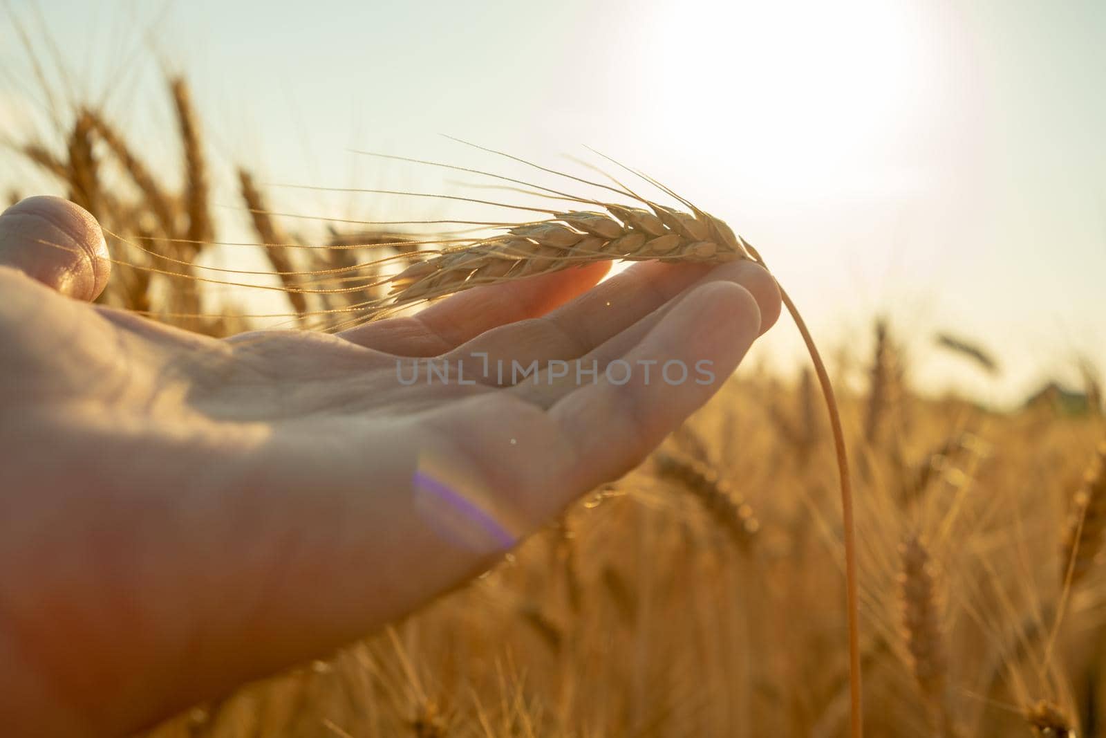 Hands hold yellow ear wheat in the field. dry wheat field. rich harvesting of wheat. wheat in the hand