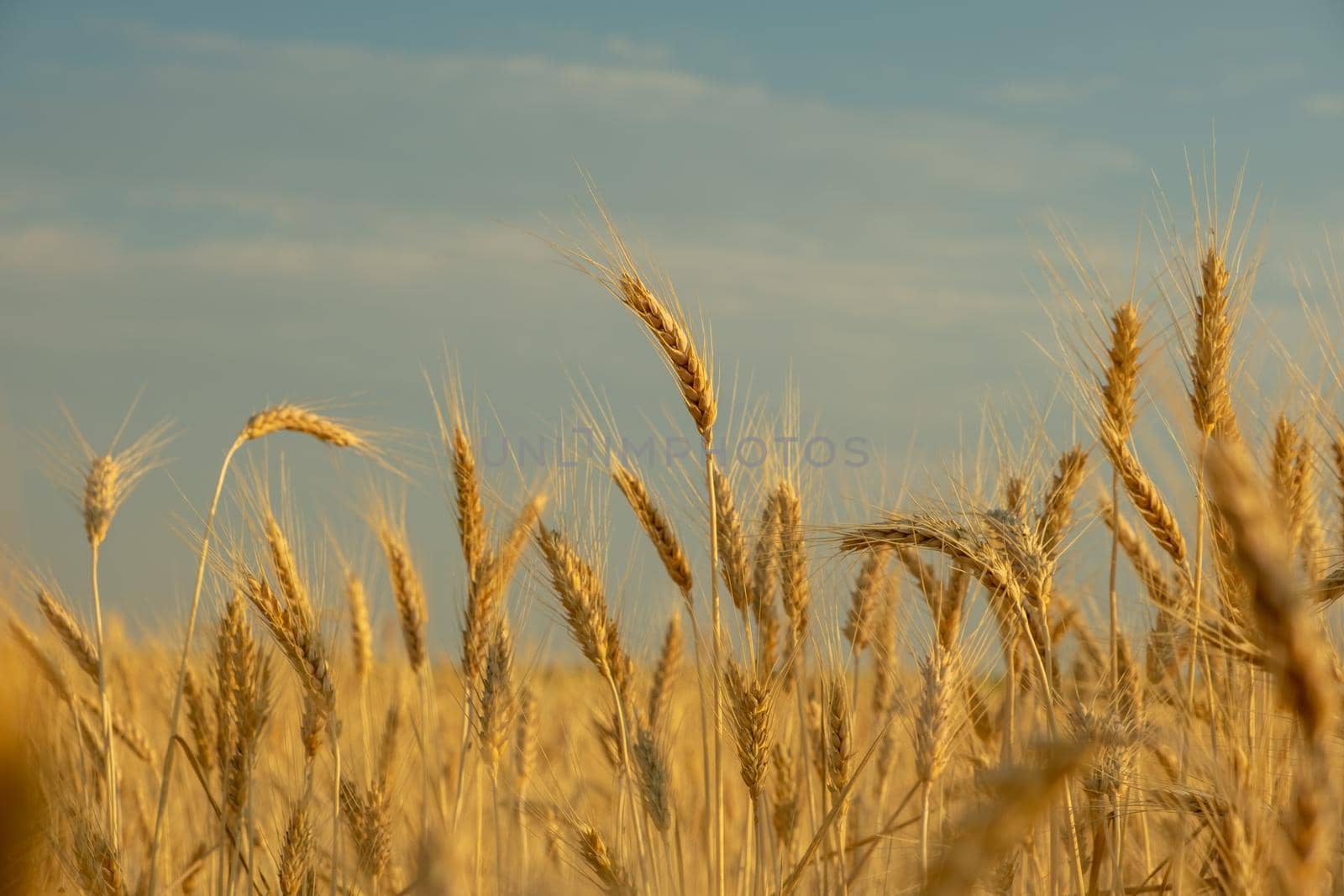 golden wheat field, ears of wheat close up background by igor010