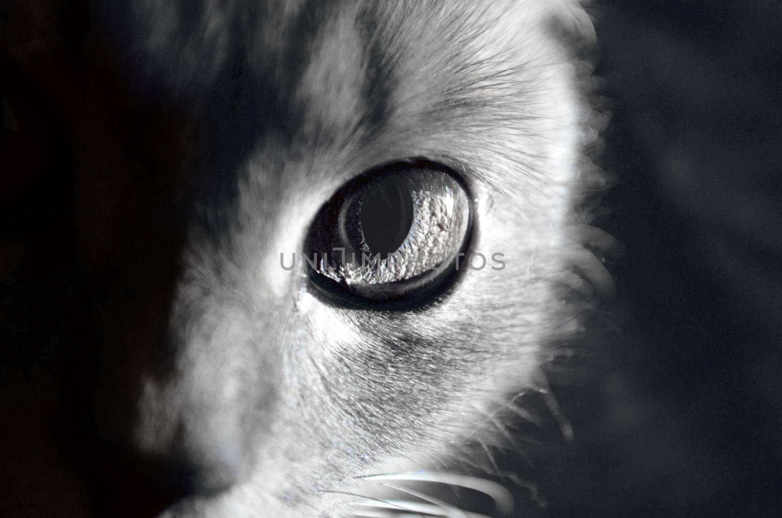 close up of eye cat. one eye of British shorthair cat closeup. black and white