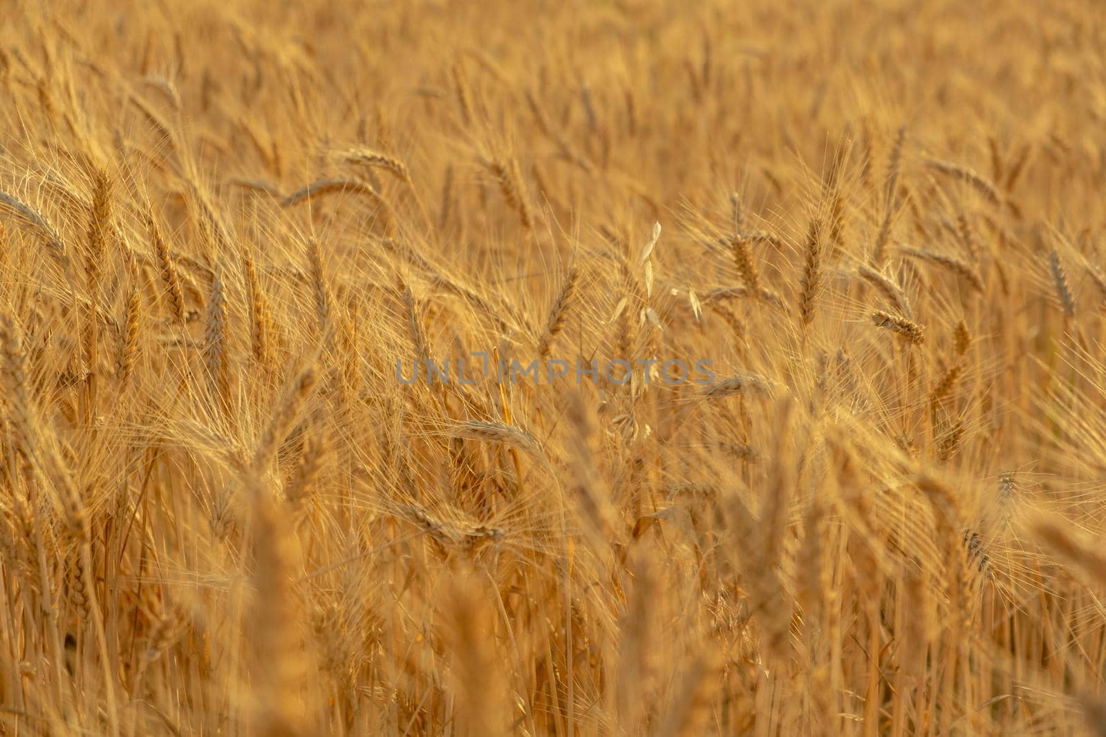 golden wheat field in summer. sunrise on the wheat field with rye . summer wheat by igor010