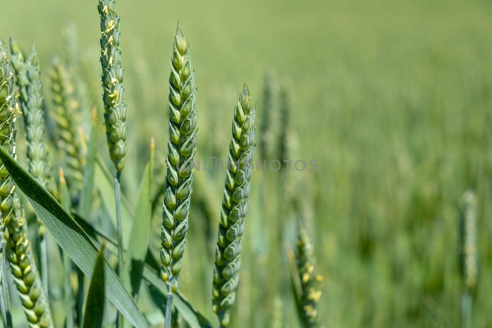 Juicy fresh ears of young green wheat on nature in spring summer field close-up of macro. ripening ears of wheat field. Green Wheat field.