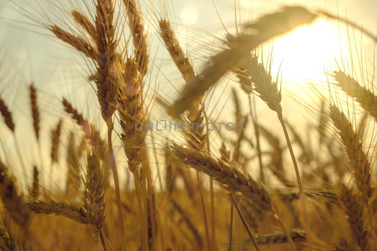 Wheat field. Ears of golden wheat close up with a beautiful nature morning sun. by igor010
