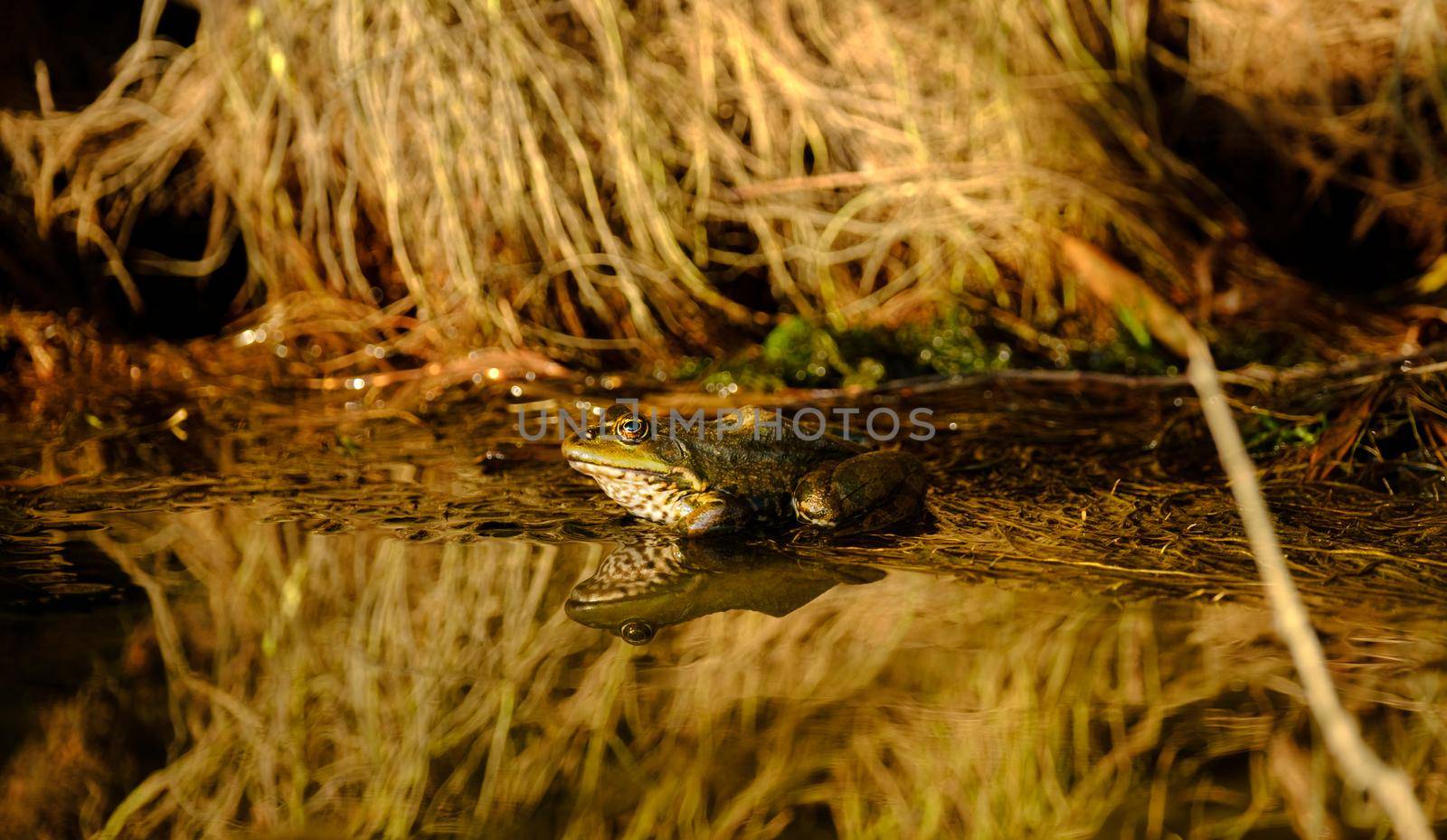 A Frog sitting at the water pond with nice reflection surrounded by root trees. amphibian animal
