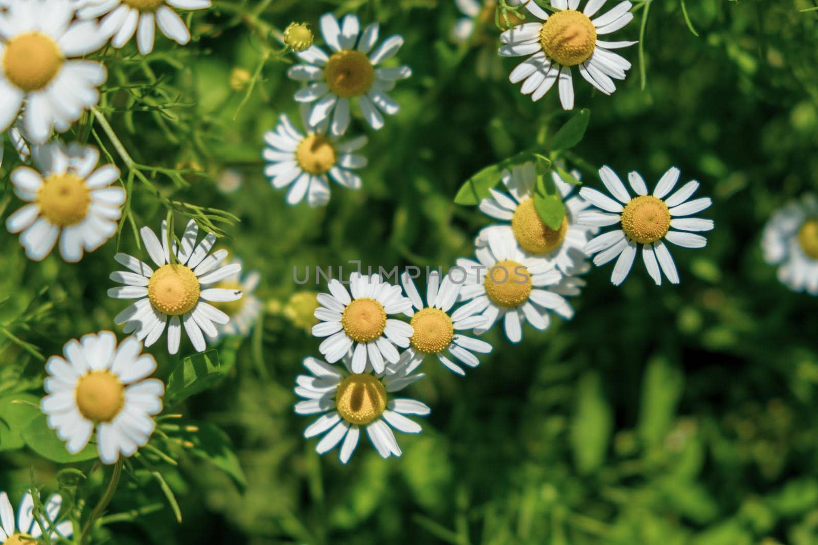 Daisies in the grass. Top view of flowers. Chamomile flowers field close up. Daisy flowers. Beautiful nature scene with blooming medical chamomilles in sun flare. Summer sunny day.