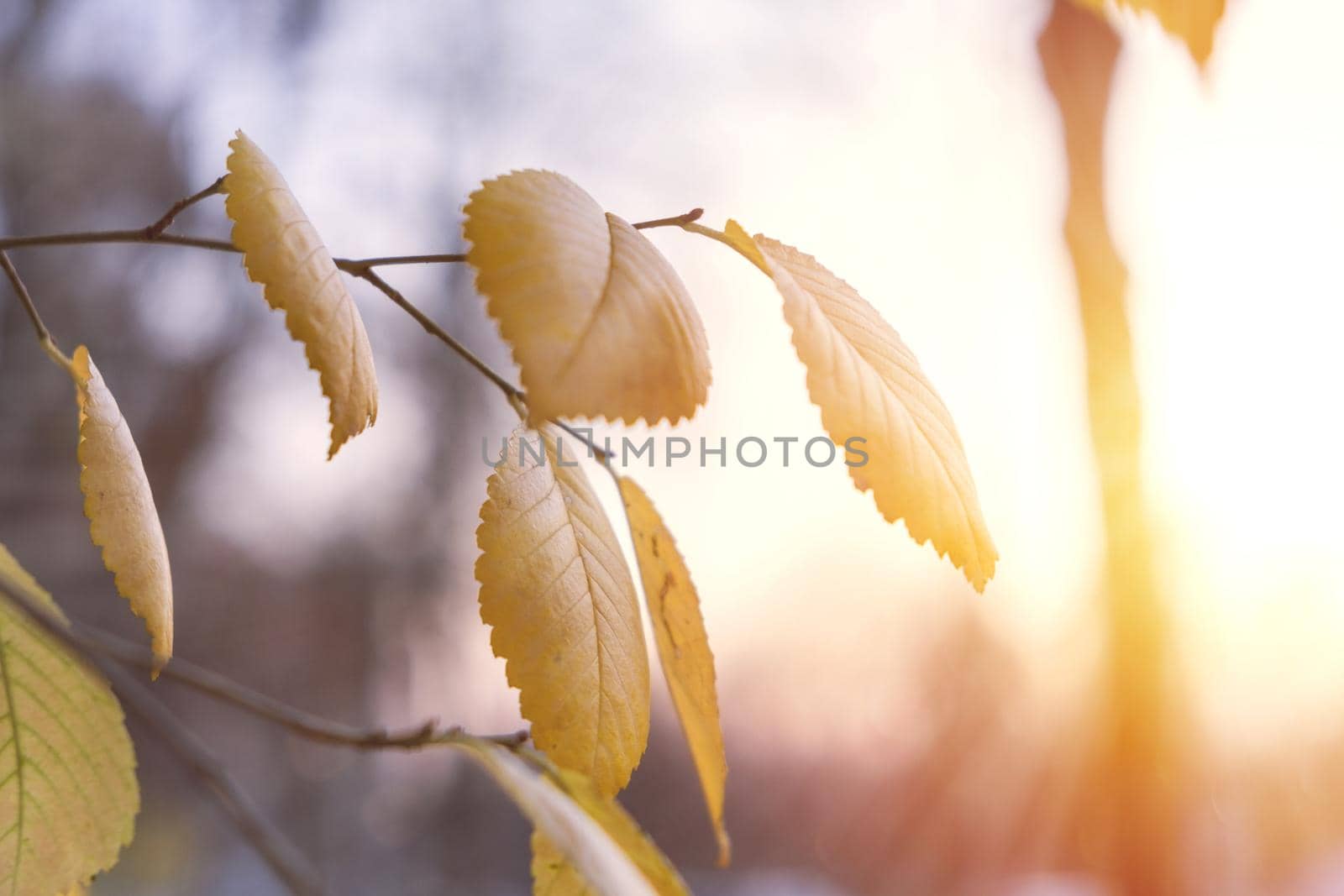 Colorful autumn leaves over blurred nature background. Fall, autumn time